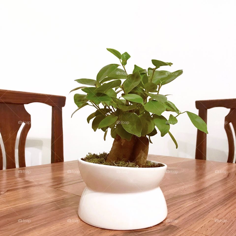 Bonsai on the table