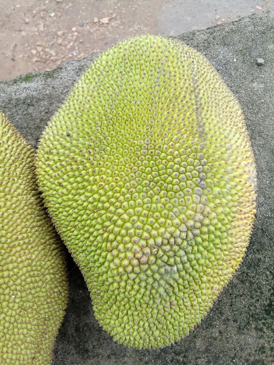 jackfruit कटहल