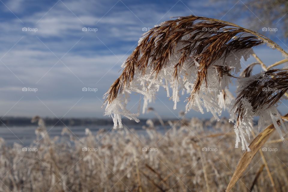 Snowy grass