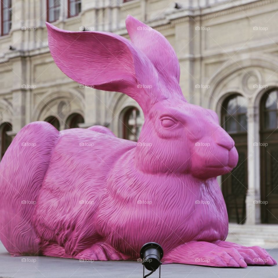 Pink bunny