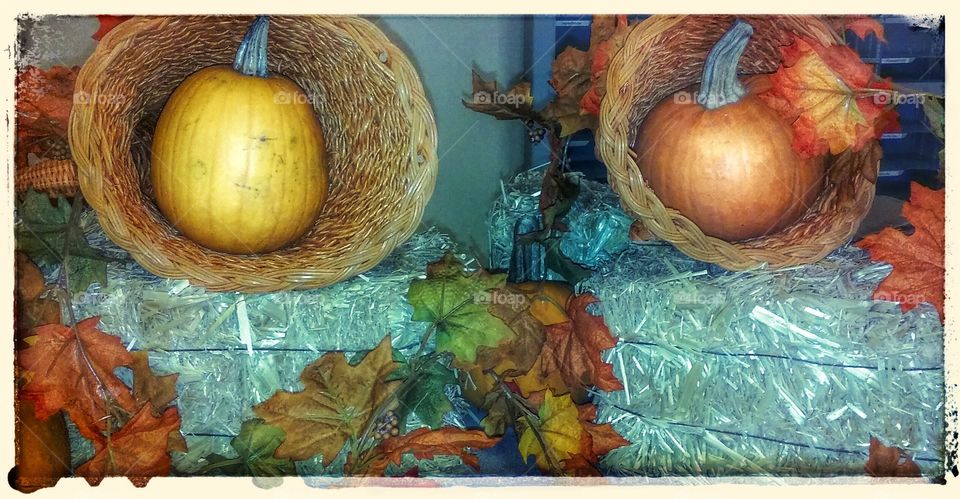 pumpkins on display. this display is pretty and eye catching to me.