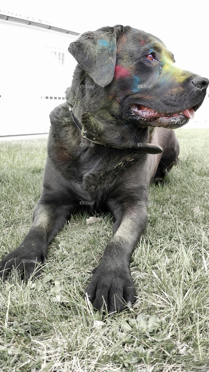 Holi Shooting with dog