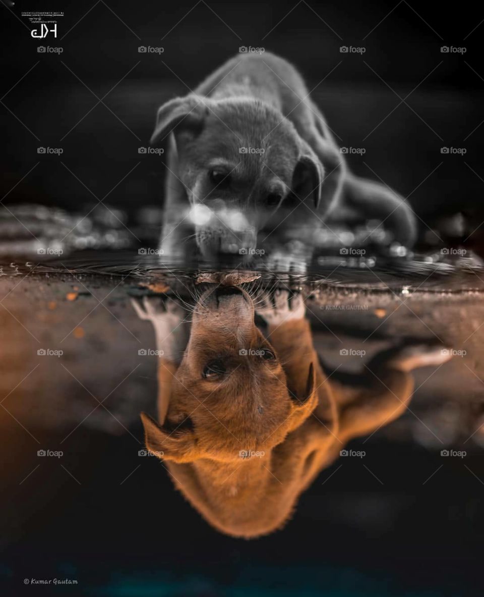 a street dog drink water 💧..  photography some moment.