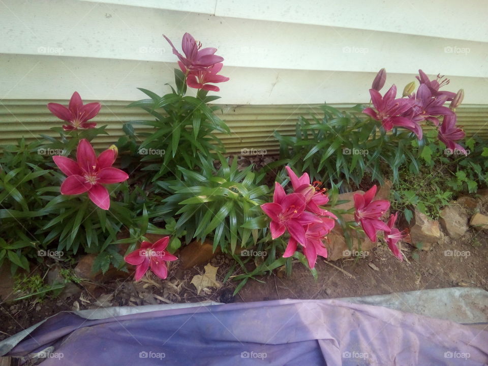 my lillies are all bloomed except for a couple of them, makes for a lovely Saturday.