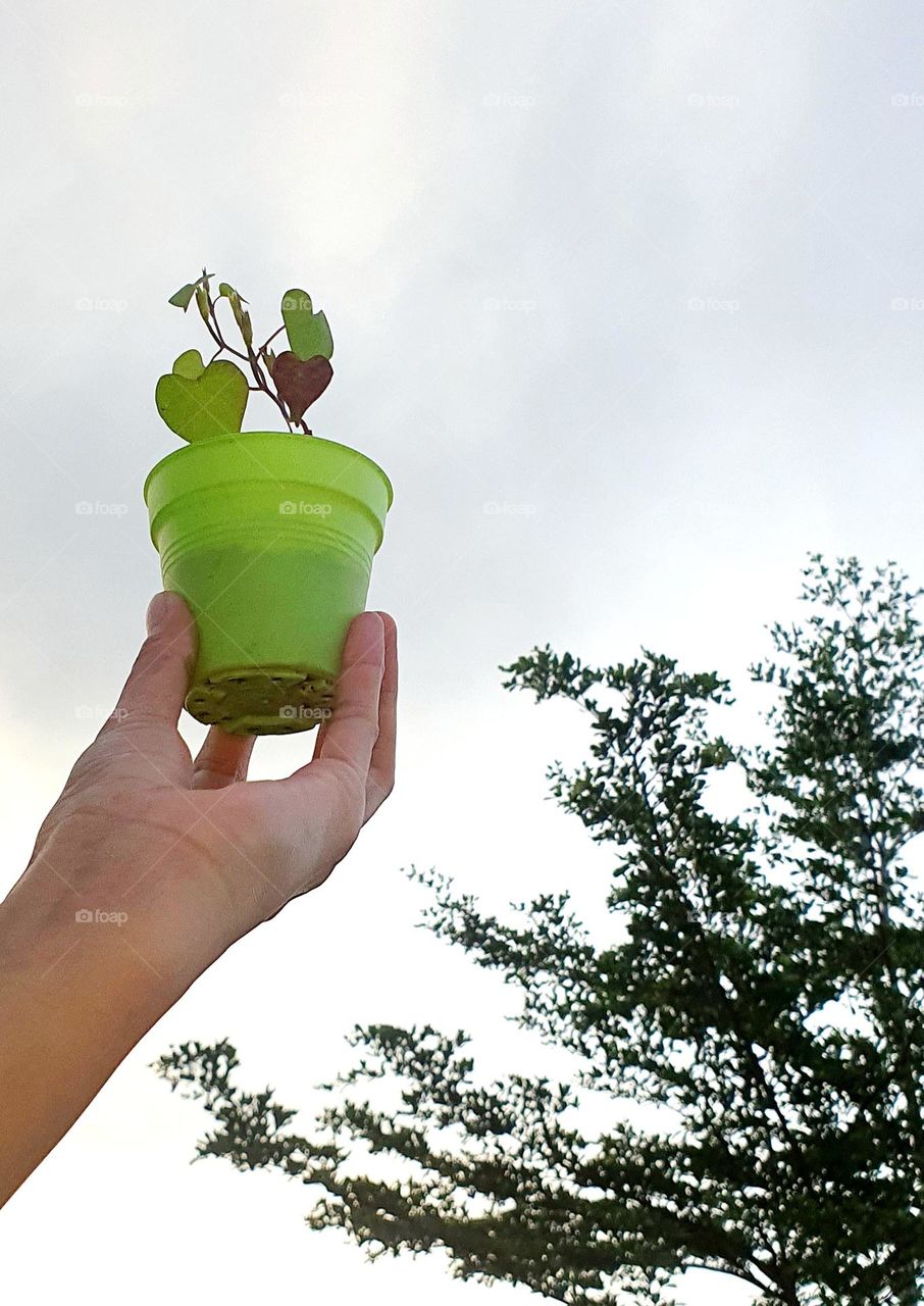 Grow Morning Glory in Pot