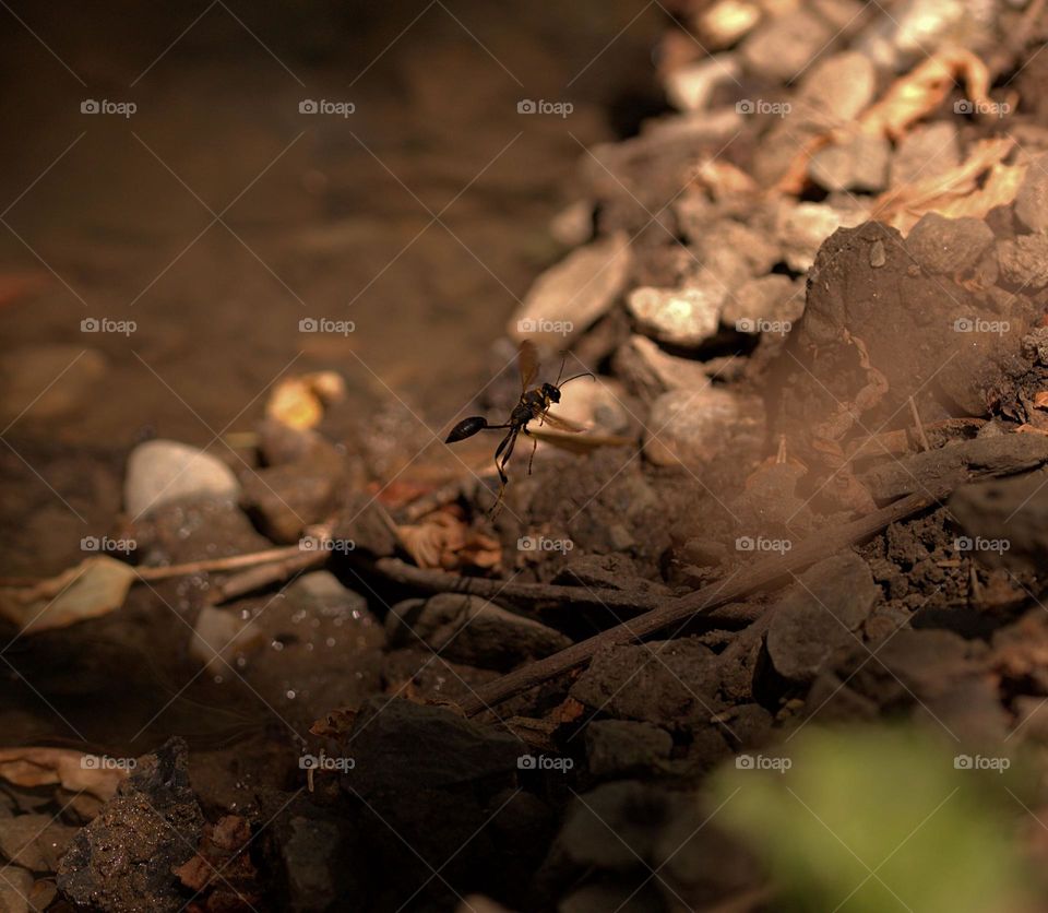 A mud dauber is a specie of wasps,known as Sceliphron caementarium,which build structures out of the mud collected by them.