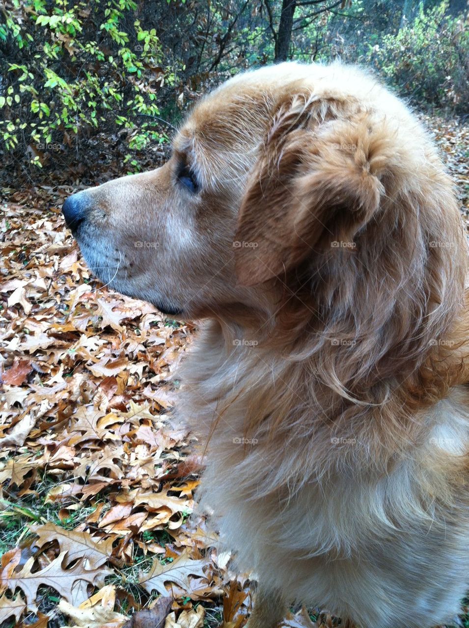 Male dog golden retriever  