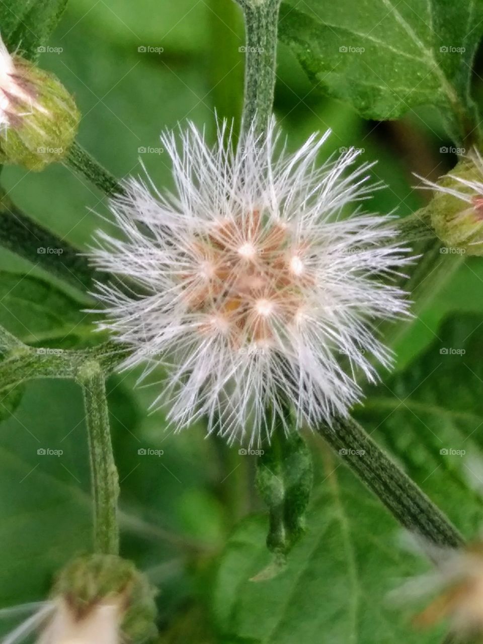 Dandelion