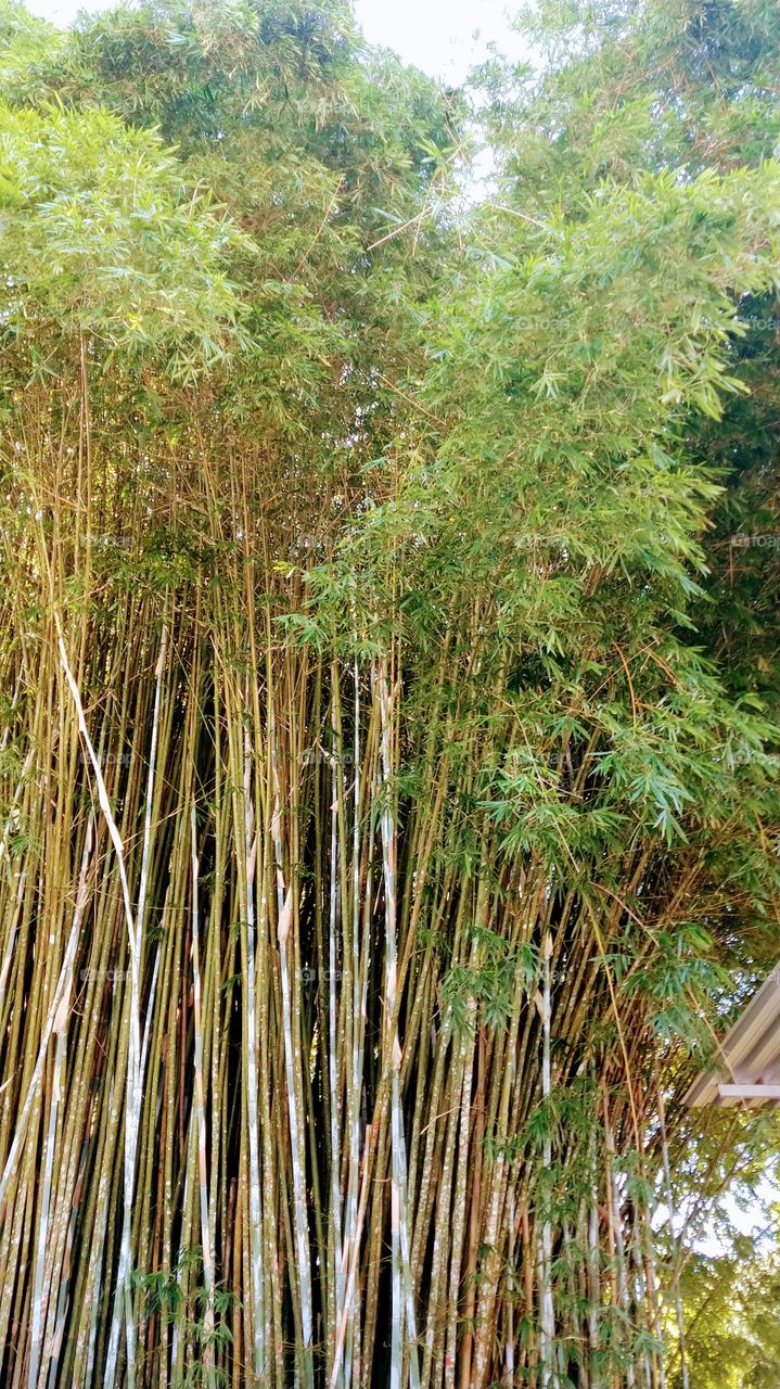 bamboo Bambu
