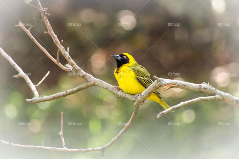 Male masked weaver