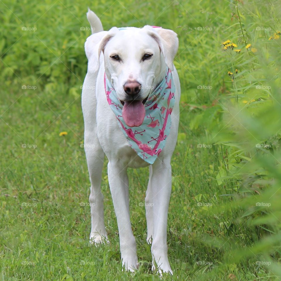 Elle in her pink flamingo bandana and beautiful smile,  walking in the green grass of home