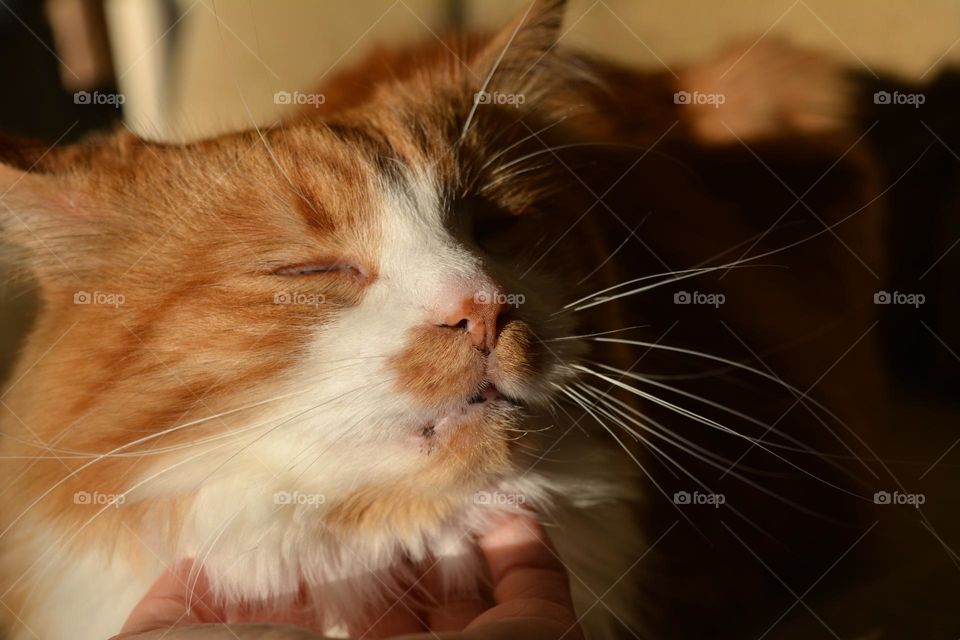 cat relaxing home and hand person