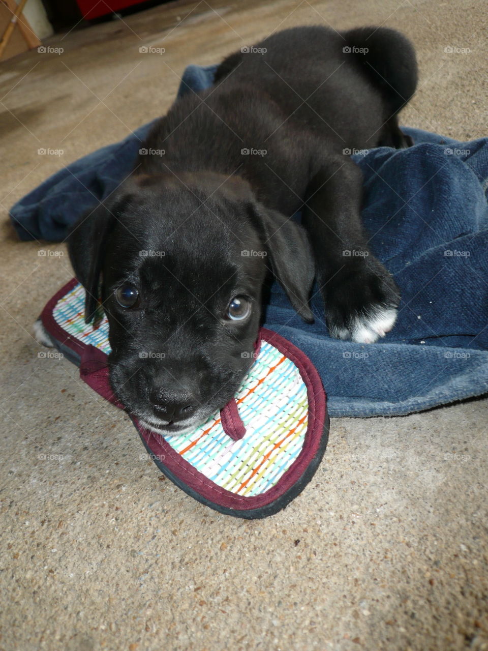 puppy chewing on his favorite "toy": the flip flop