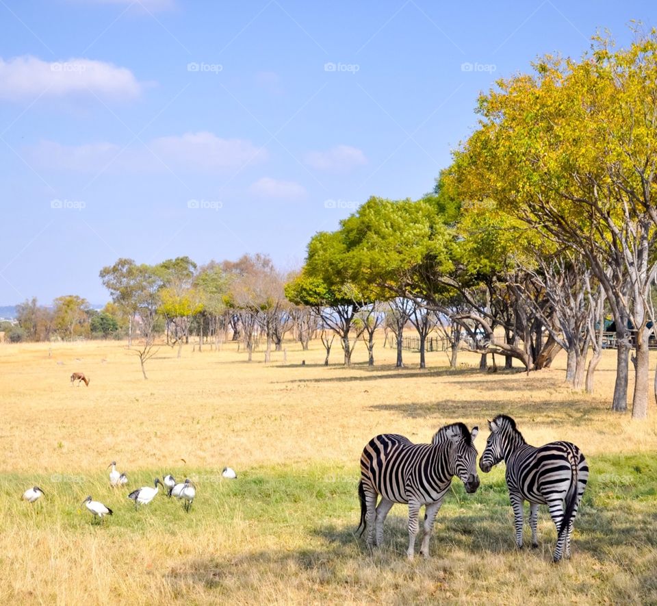 Zebra friends 