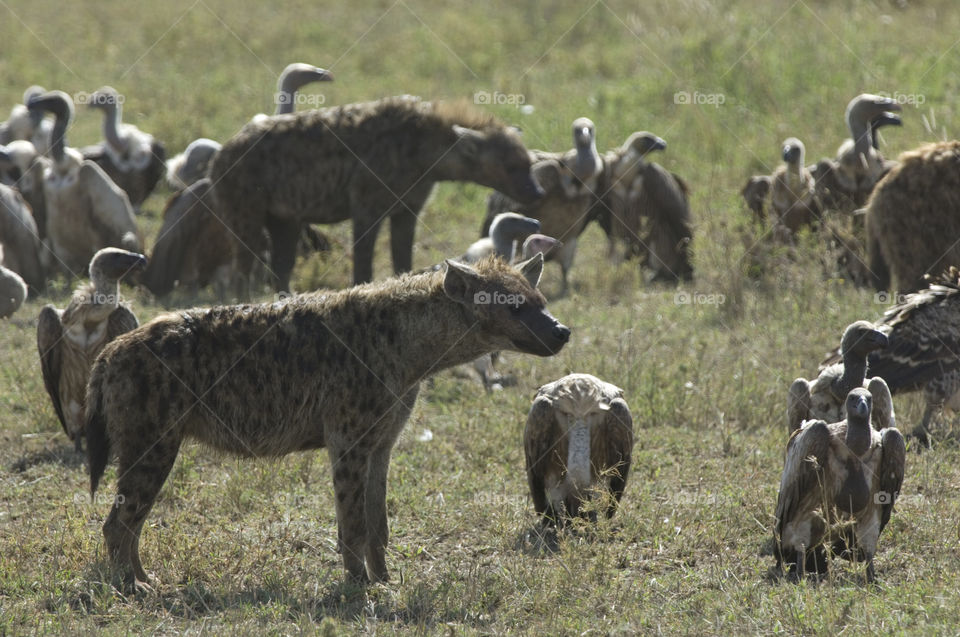 Hyenas and vultures in the Serengeti National Park in Tanzania Africa.