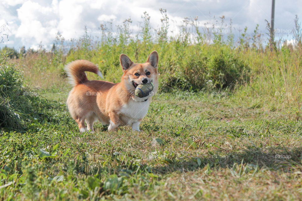 breed corgi dog walks on nature