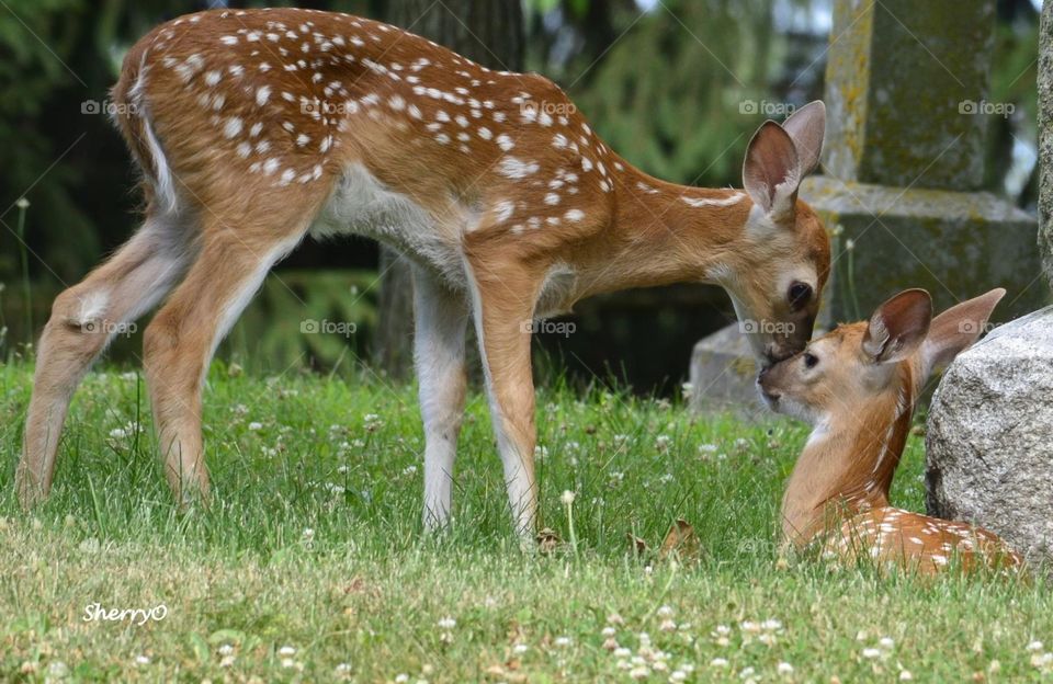 Mama and baby deer