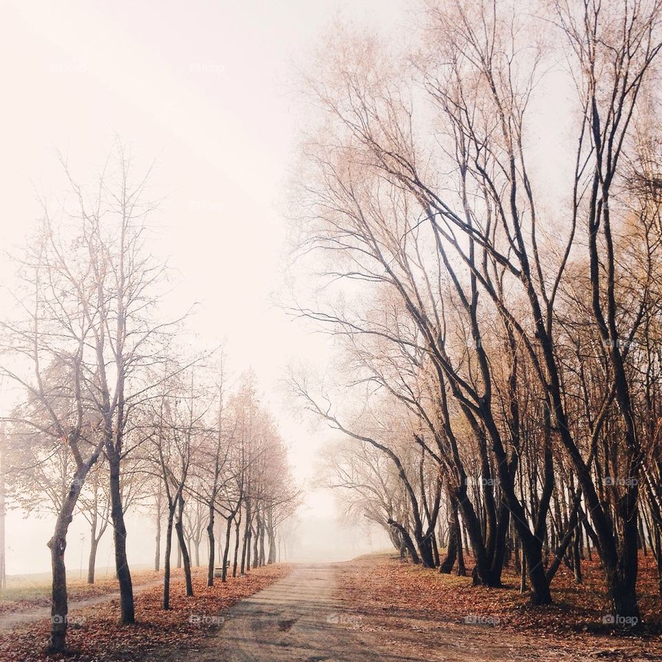 Fog in forest