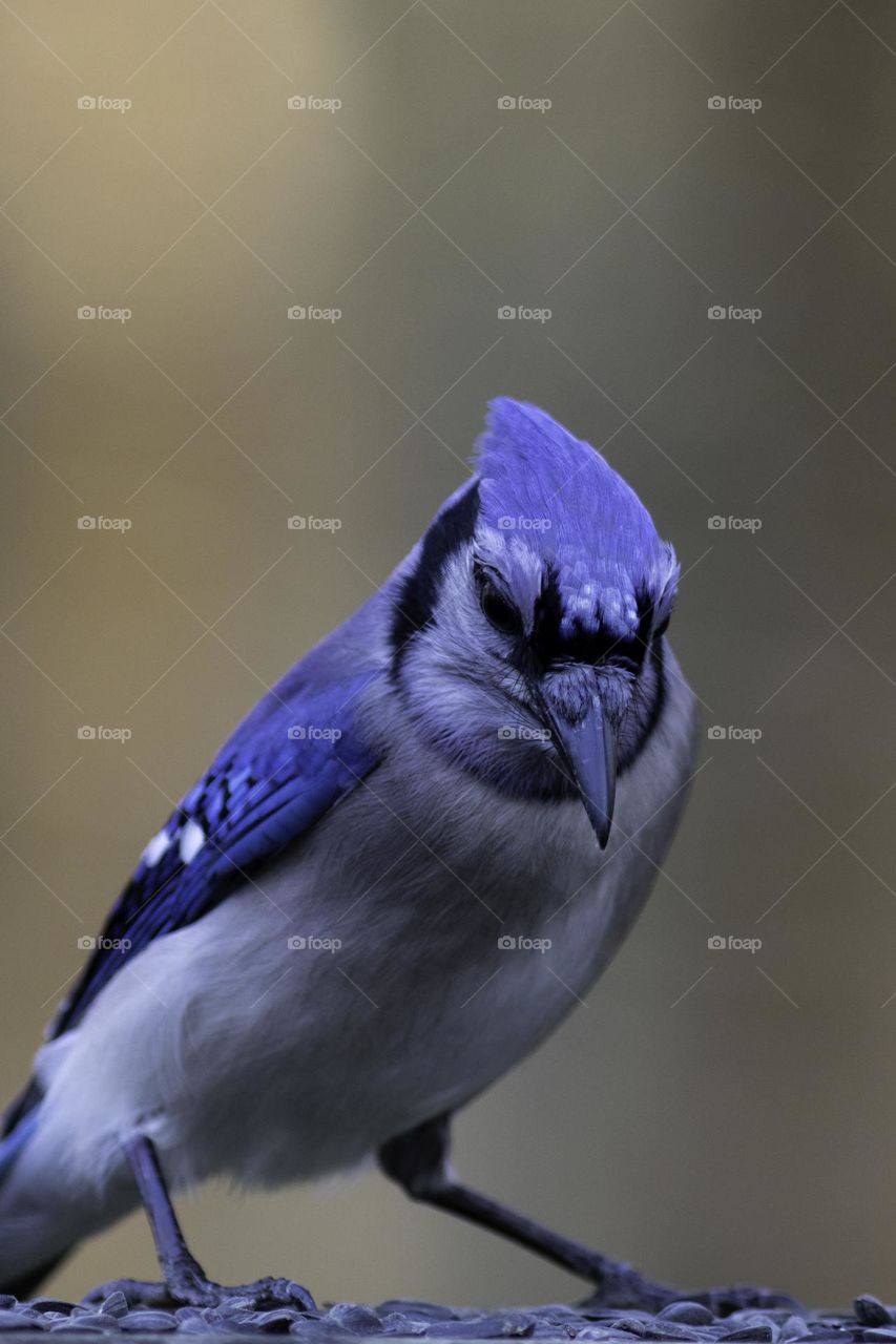 Close up of Blue Jay with Soft Orange Background 