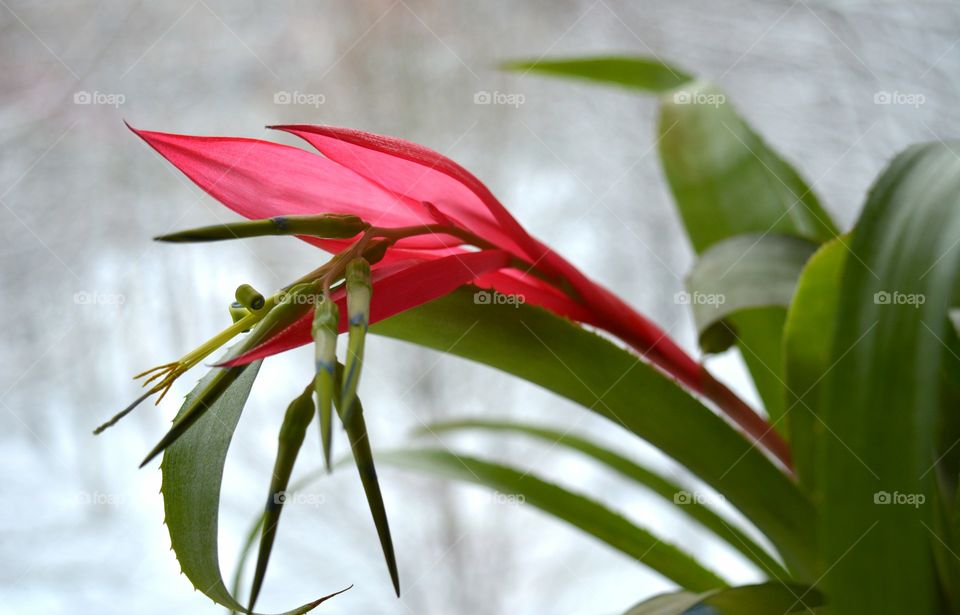 Nature, Leaf, No Person, Flora, Flower