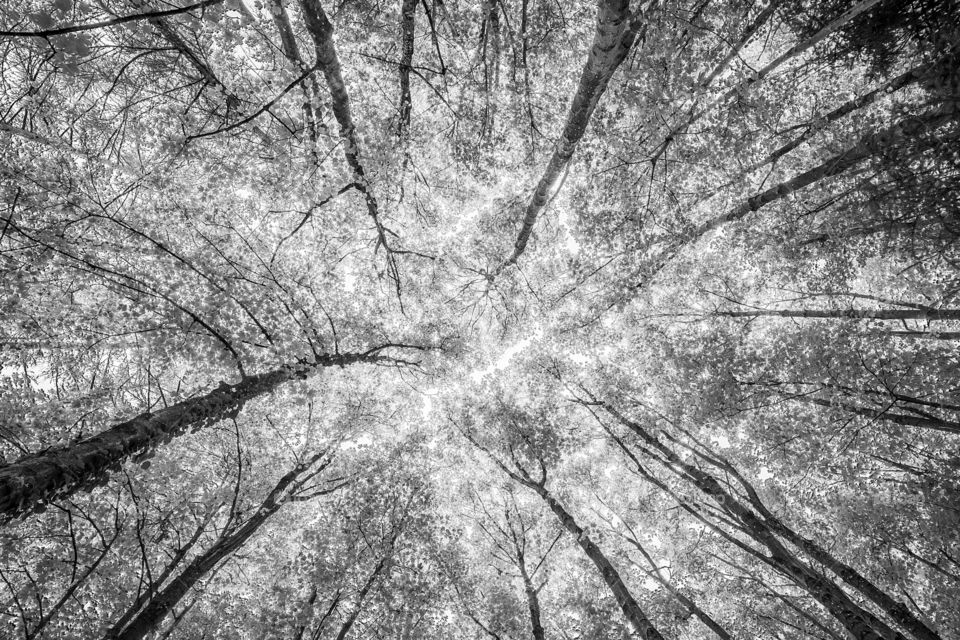 Tree facing sun light