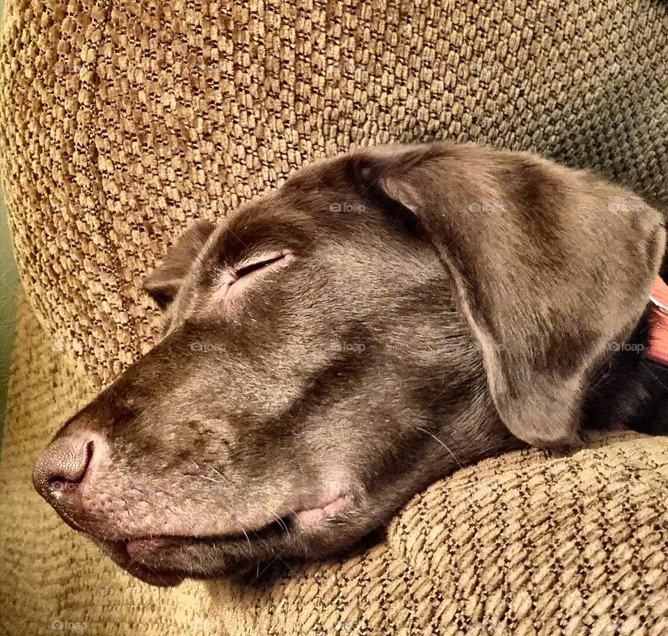 Sleepy Boy