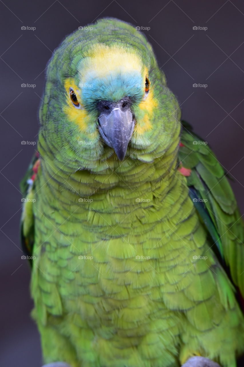 Sweet Parrot