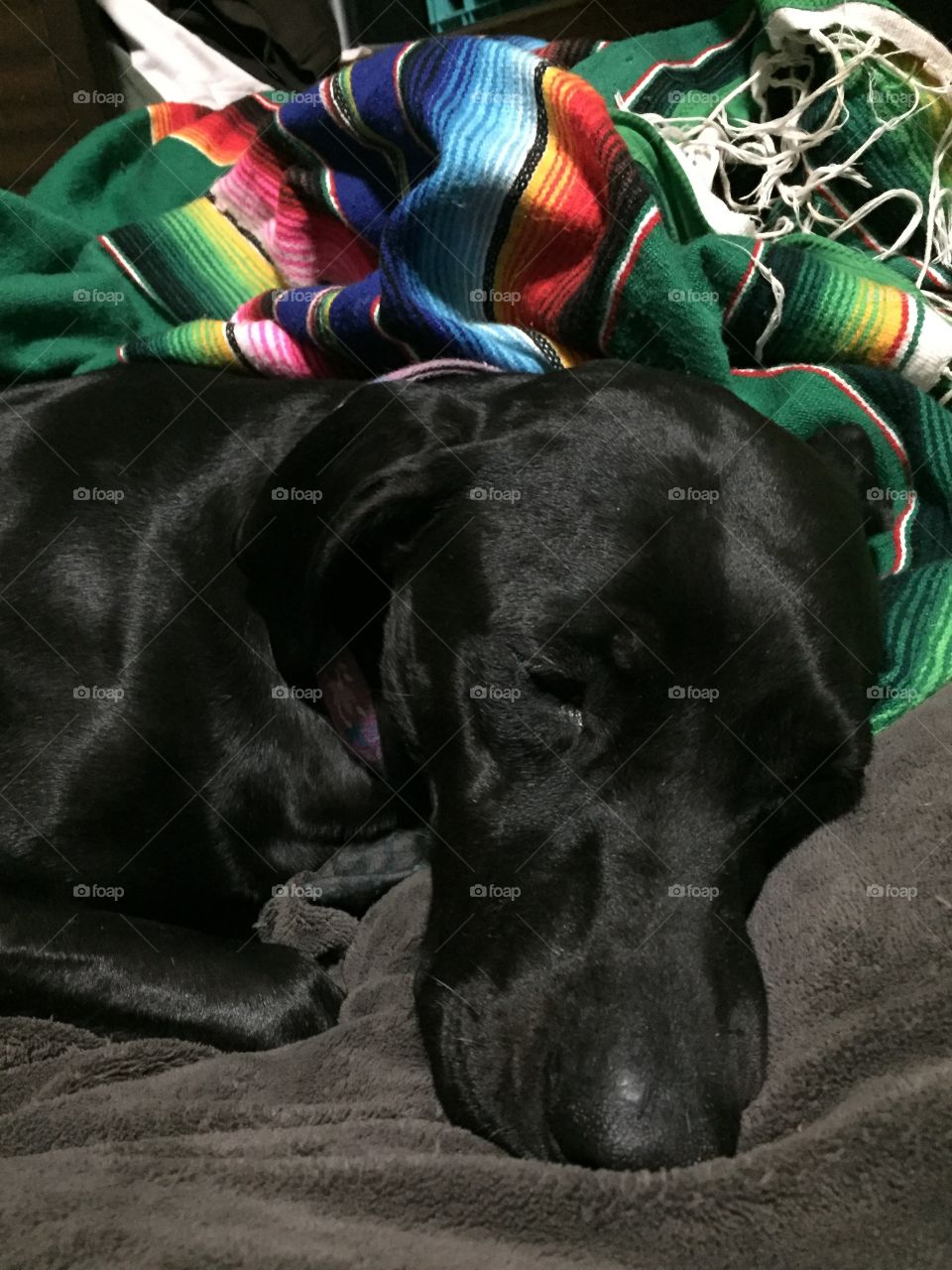 My black lab/german shorthaired pointer LOVES to sleep all day, especially under her blanket!