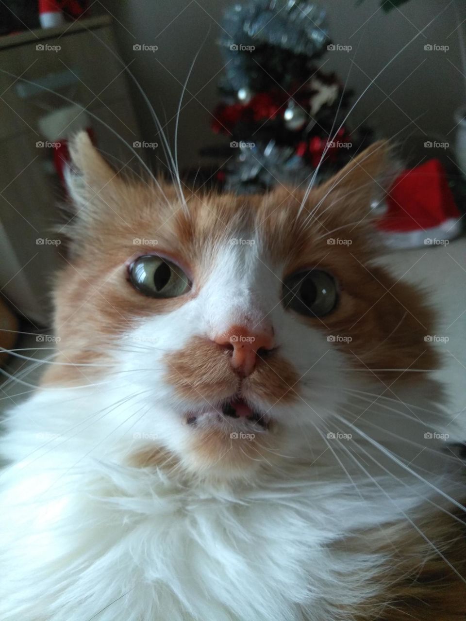 cat funny portrait close up mobile photography