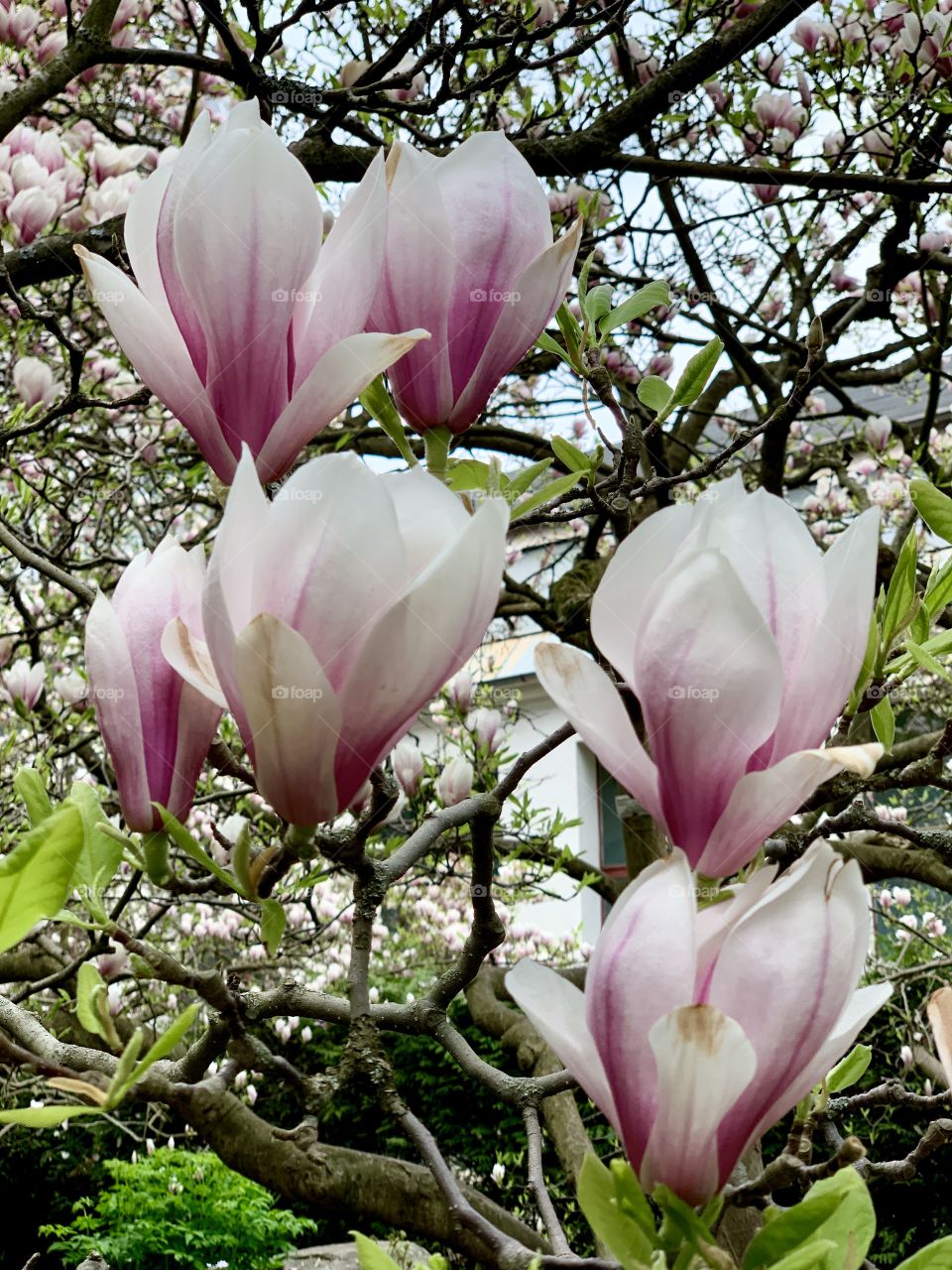 magnolias