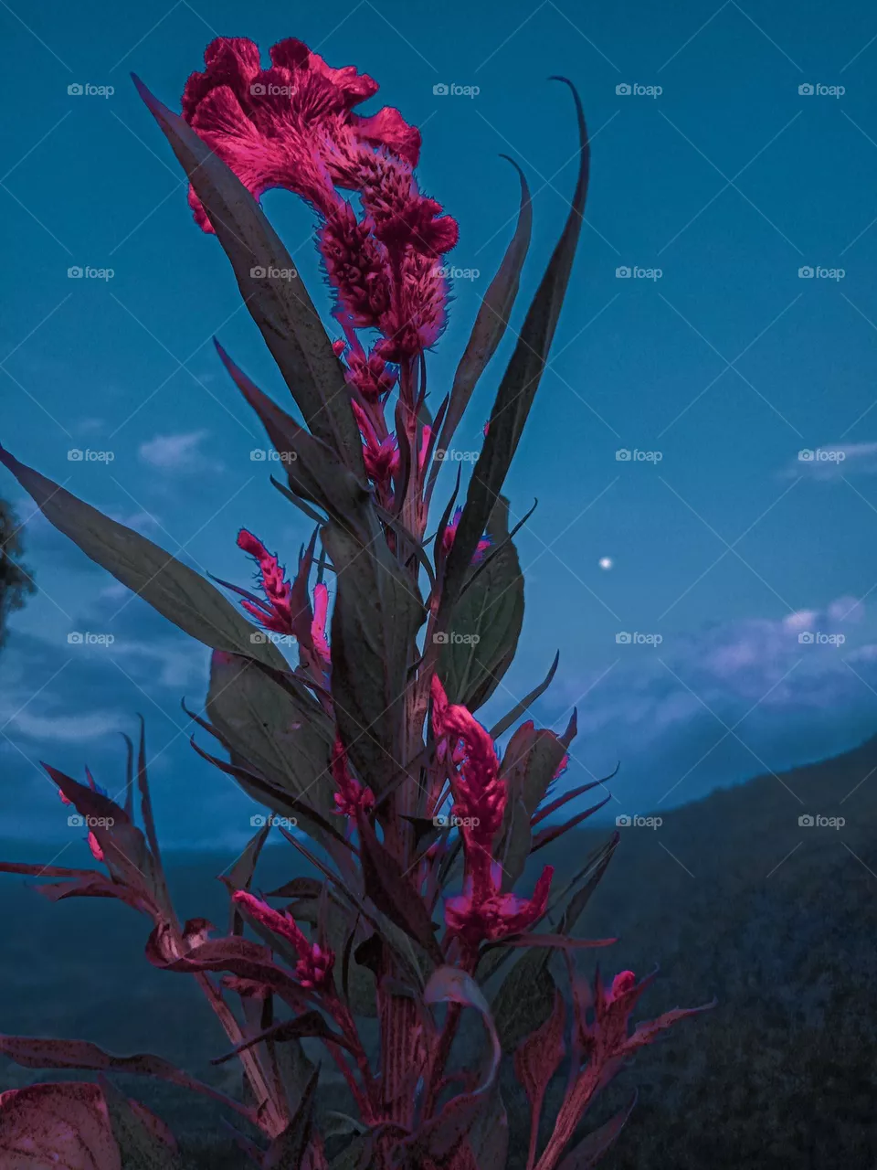 the flower picture i taken