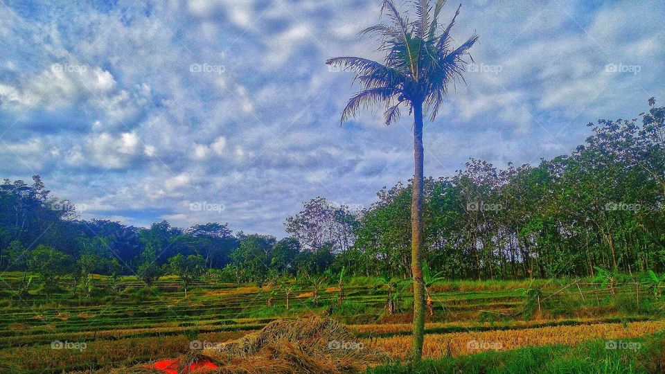 Rice fields that have been harvested