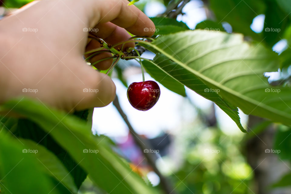 A person picking cherry from tree