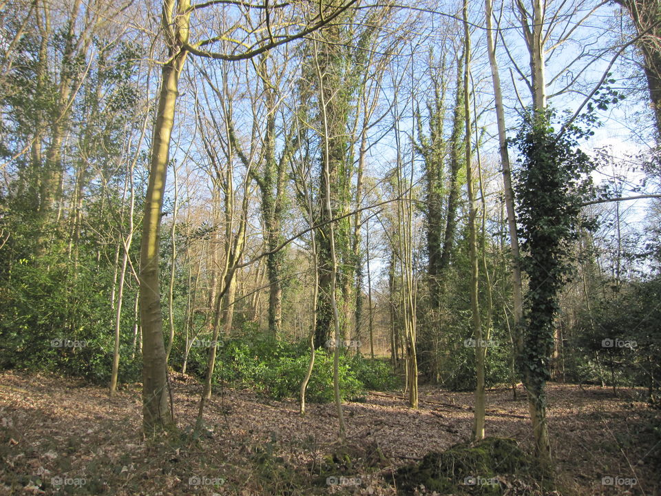 Woodland Trees