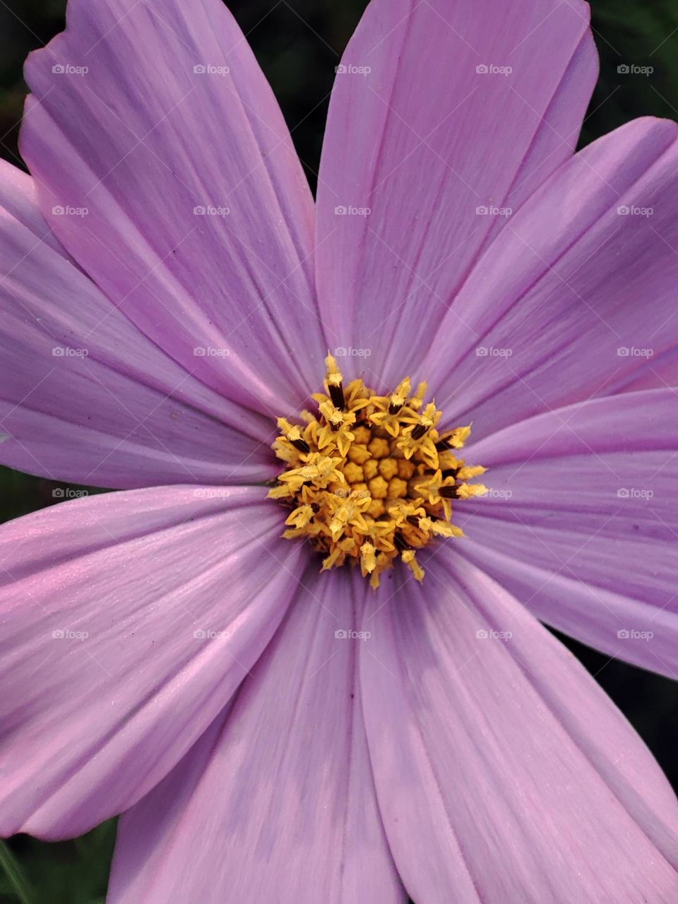 Macro photo of flowering grass