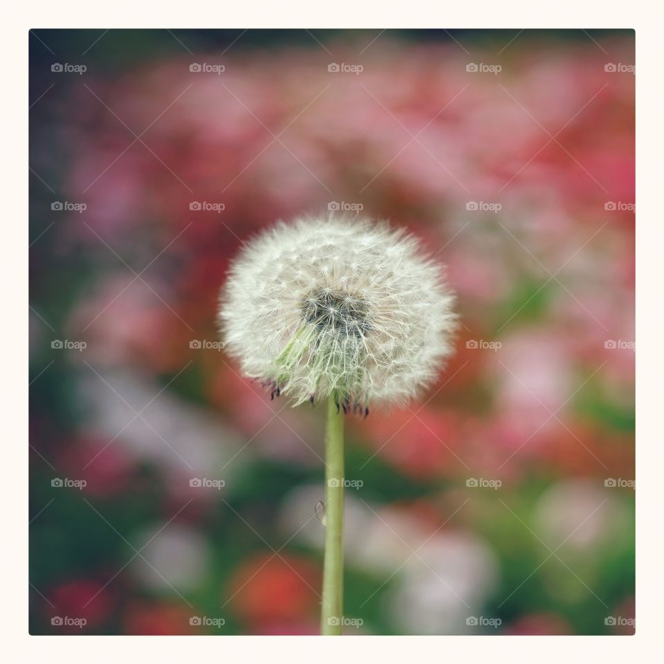 dandelion