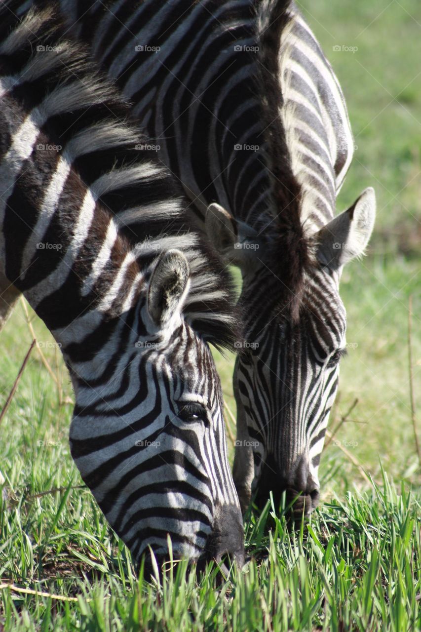 two zebras grazing side by side.