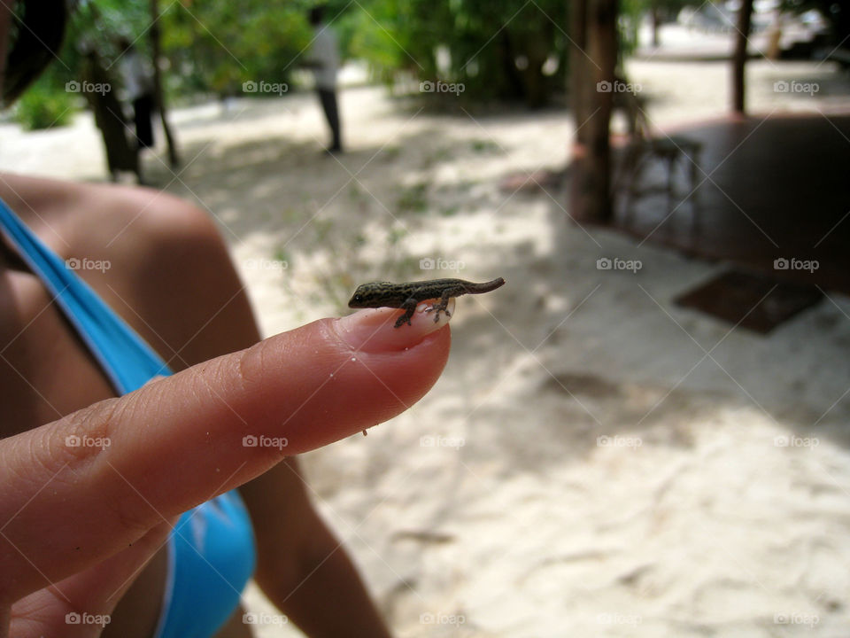 Miniature gecko