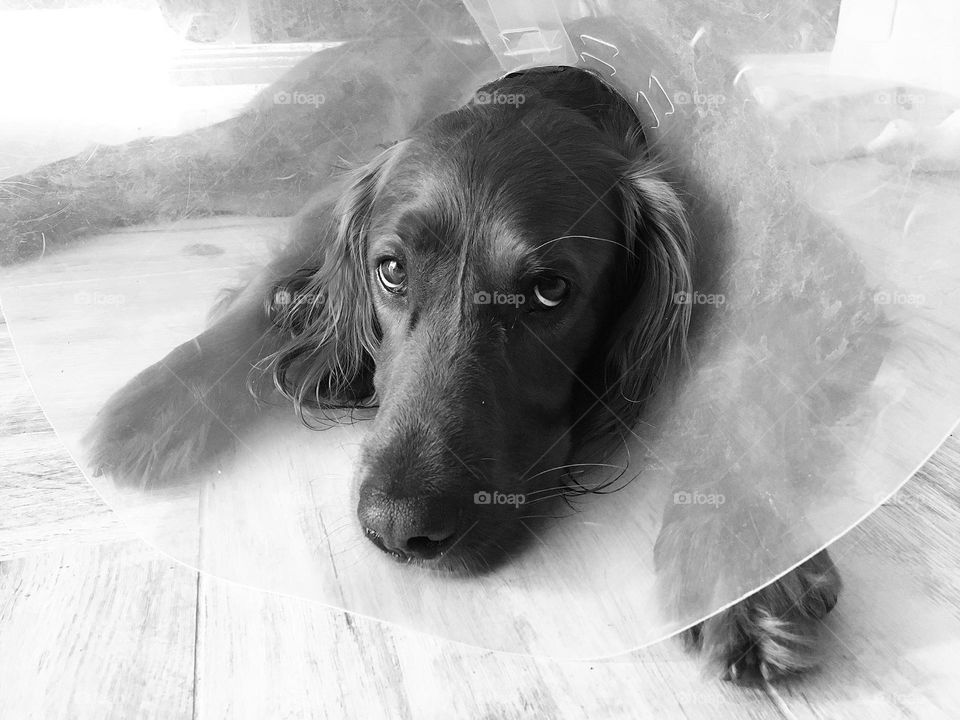 The sad looking moment when you have to wear a huge Perspex collar !