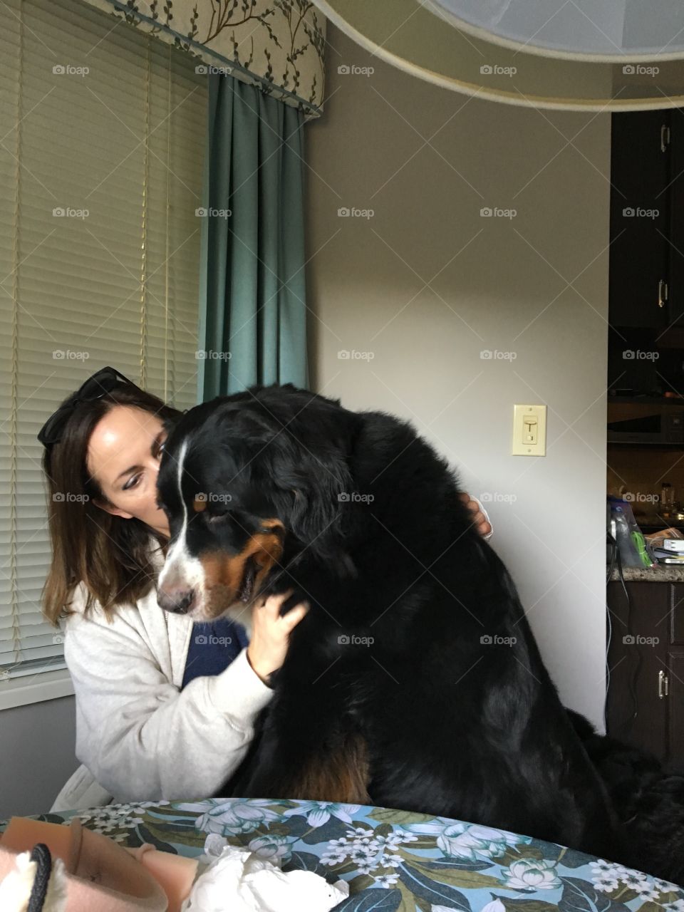 Bernese Mountain dog love