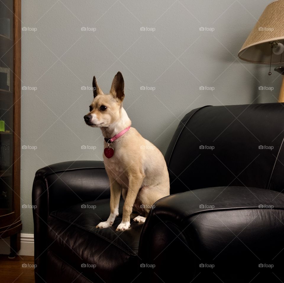 Small chihuahua mix waiting in leather armchair 