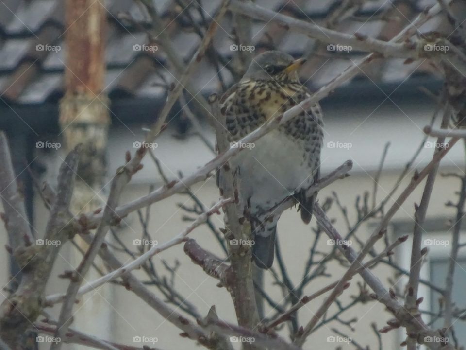 fieldfare