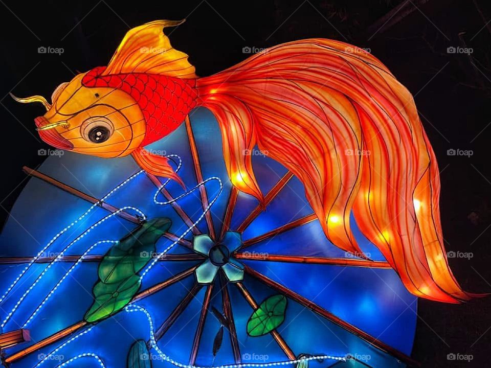 Asian lantern orange goldfish on a blue background 