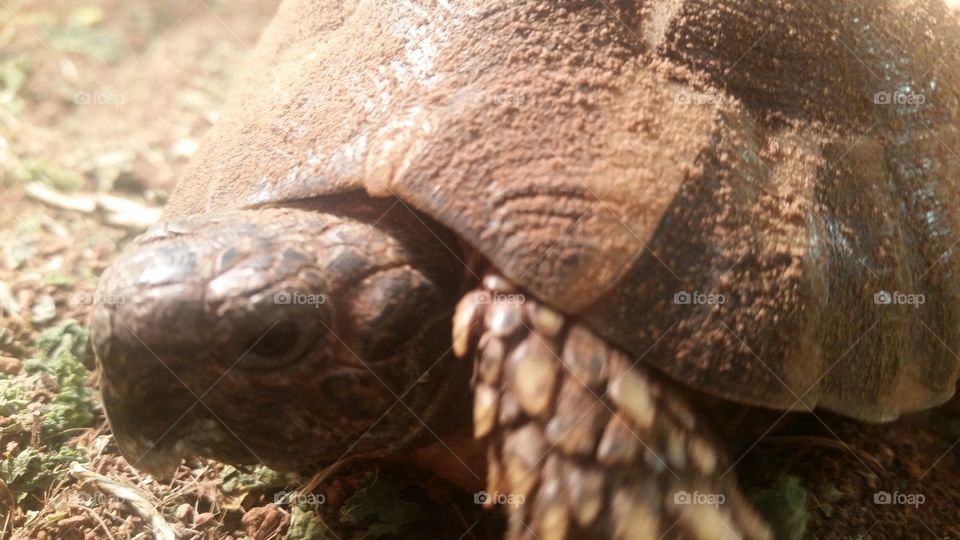 shelly the tortoise