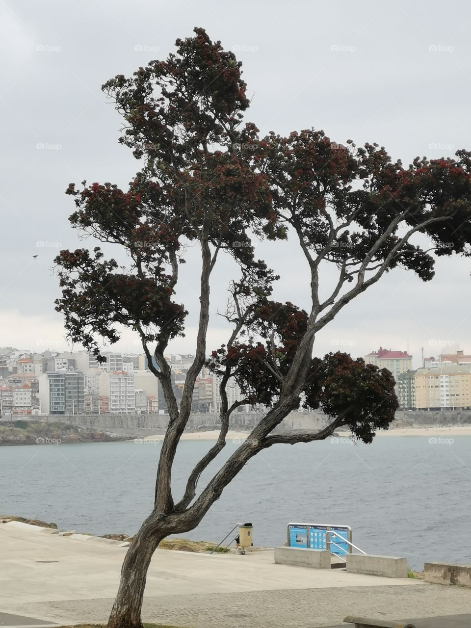 Bonito y débil árbol con la playa y la ciudad al fondo