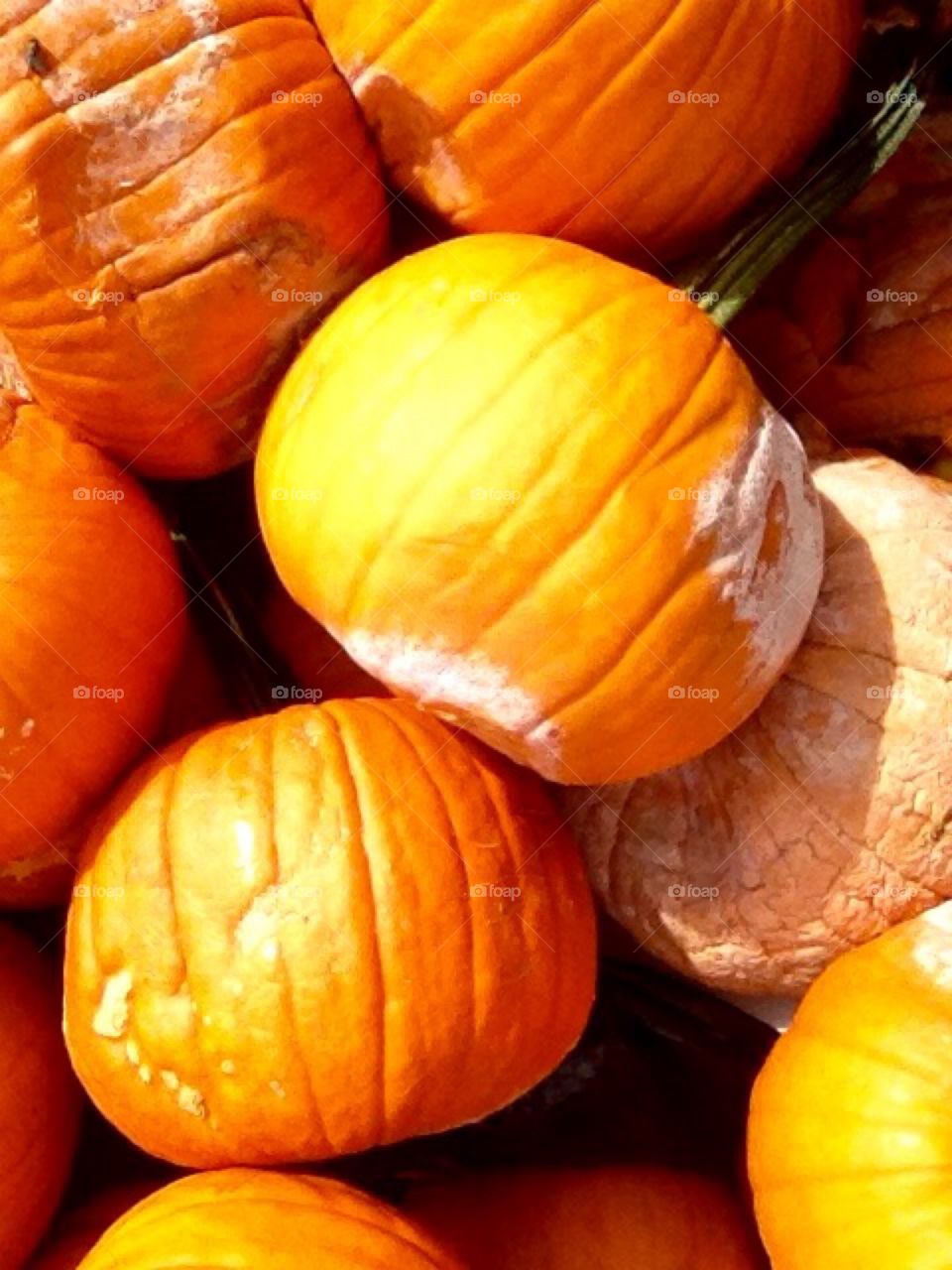 Rotting Pumpkins 