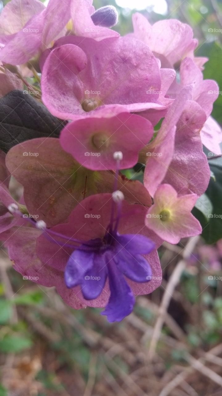 Pink n Purple Flower