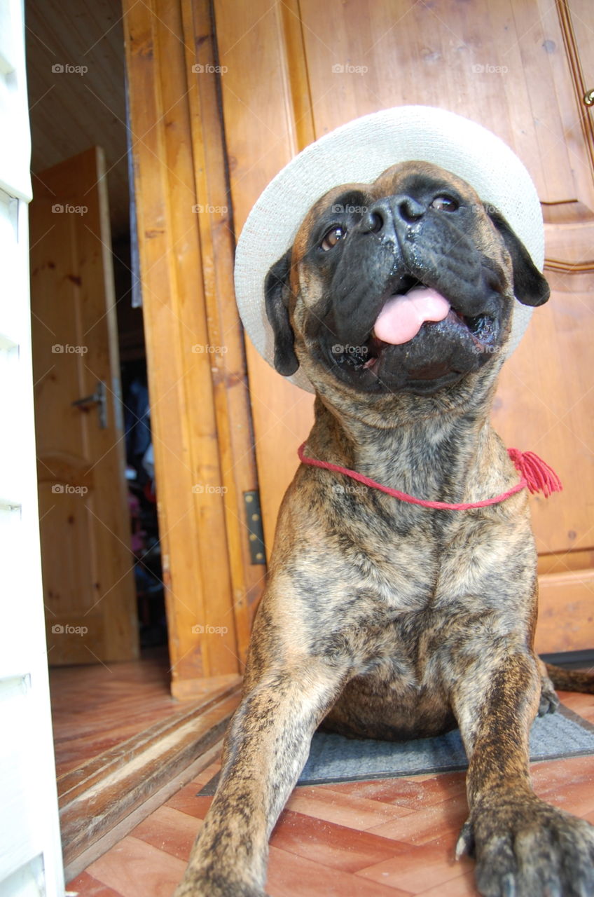 Dog, Pet, Animal, Mammal, Cute