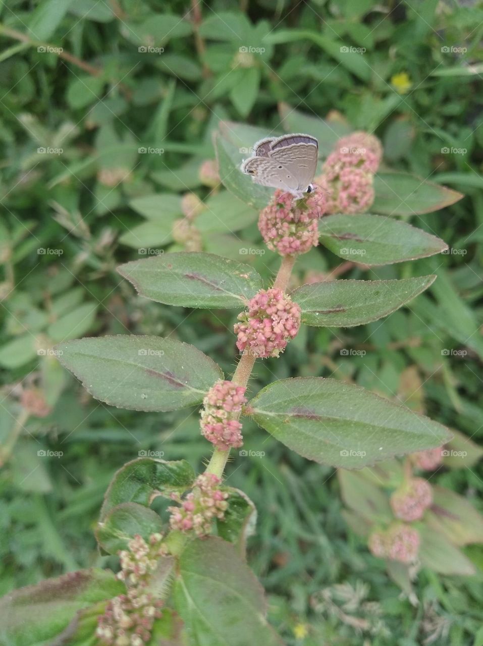 a bunch of flowers seasonal fresh shurb small size looks very beautiful generally found everywhere