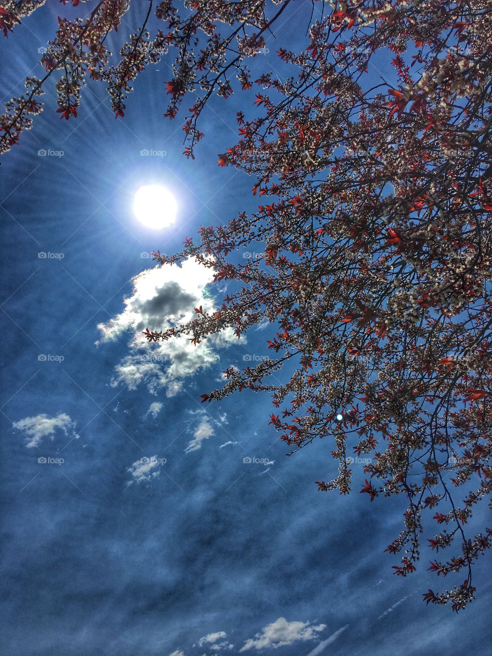 Low angle view of tree